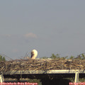 16_55-mast.jpg