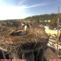 16_55-nest.jpg