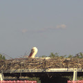 17_00-mast.jpg