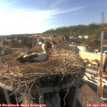 17_00-nest.jpg