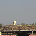 17_05-mast.jpg