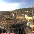17_05-nest.jpg