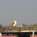17_10-mast.jpg