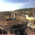 17_10-nest.jpg