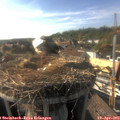 17_20-nest.jpg