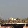 17_25-mast.jpg