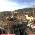 17_25-nest.jpg