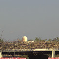 17_30-mast.jpg