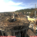 17_30-nest.jpg