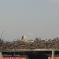 17_35-mast.jpg