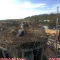 17_35-nest.jpg