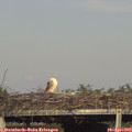 17_40-mast.jpg