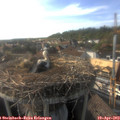 17_40-nest.jpg