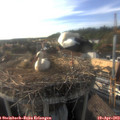 17_50-nest.jpg