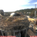 17_55-nest.jpg