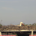 18_00-mast.jpg