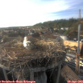 18_00-nest.jpg