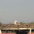 18_05-mast.jpg