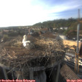 18_05-nest.jpg