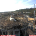 18_20-nest.jpg