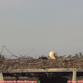 18_25-mast.jpg