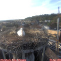 18_25-nest.jpg