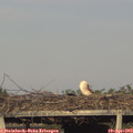 18_30-mast.jpg