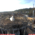 18_30-nest.jpg