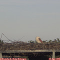 18_35-mast.jpg