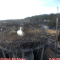 18_35-nest.jpg