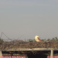 18_40-mast.jpg