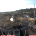 18_40-nest.jpg