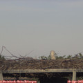 18_45-mast.jpg