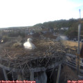 18_45-nest.jpg