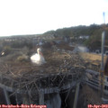 18_50-nest.jpg