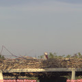 18_55-mast.jpg
