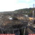 18_55-nest.jpg