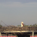 19_00-mast.jpg
