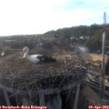 19_00-nest.jpg