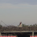 19_05-mast.jpg