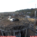 19_05-nest.jpg