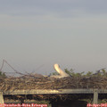 19_10-mast.jpg