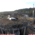 19_15-nest.jpg