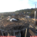 19_20-nest.jpg