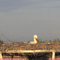 19_25-mast.jpg