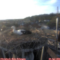 19_25-nest.jpg