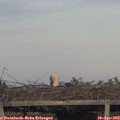 19_30-mast.jpg