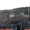 19_30-nest.jpg