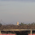 19_35-mast.jpg