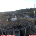 19_35-nest.jpg